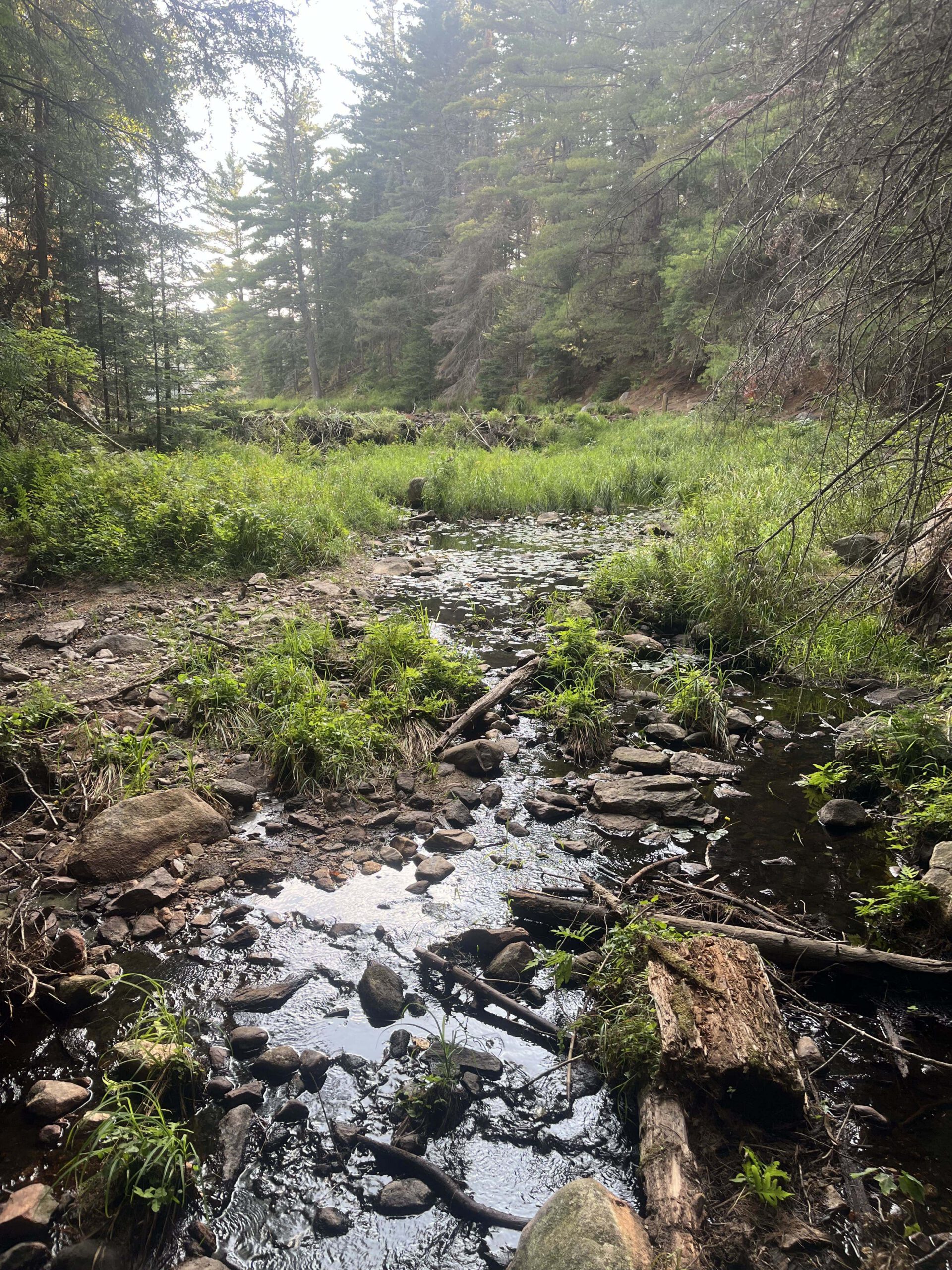 lush forestry with a rocky stream running down the middle