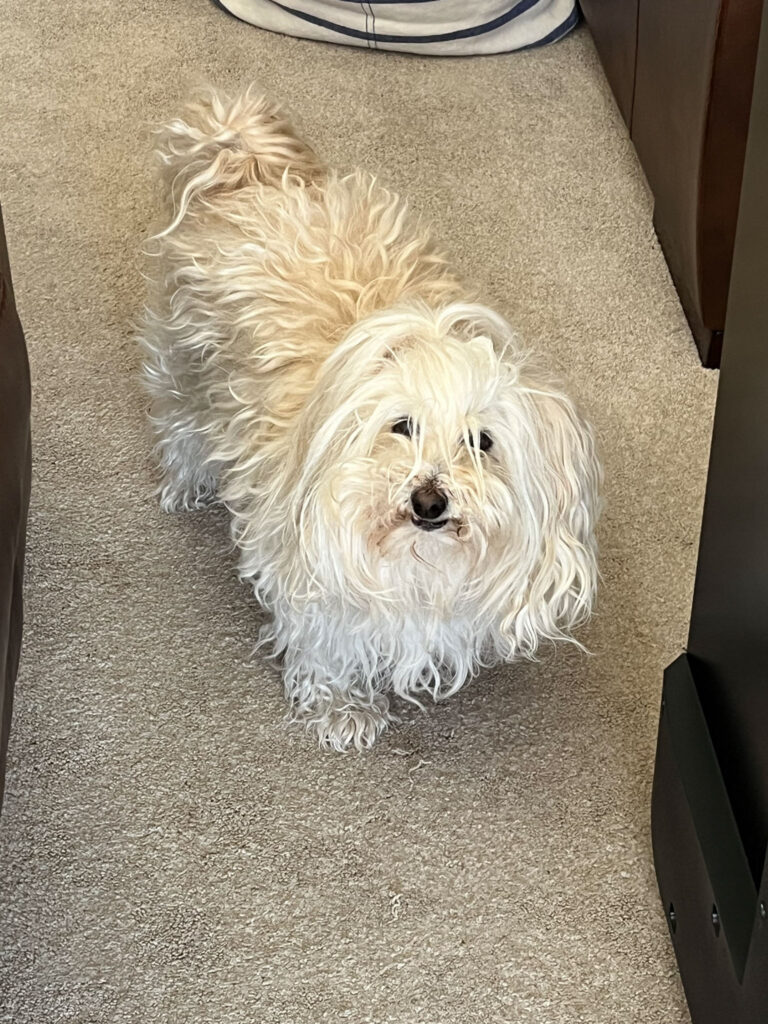 scruffy small white dog looking at camera