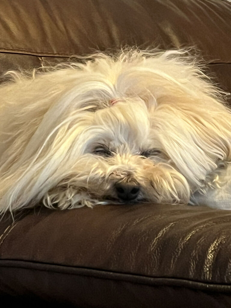 small white dog close up on face sleeping on brown couch
