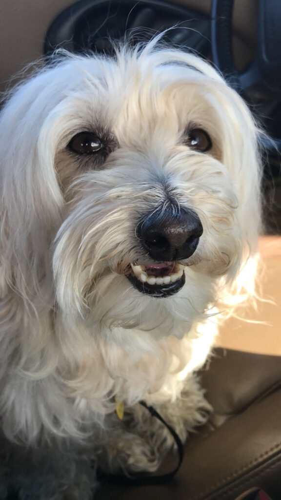 small white dog with long hair sitting and smiling