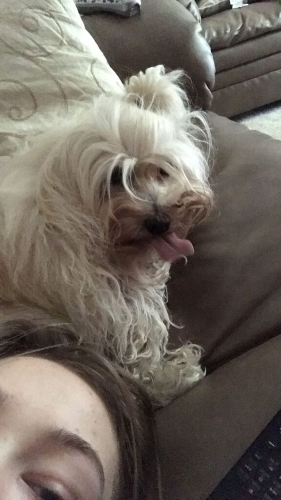 long hair small white dog curled up on couch with tongue sticking. Girl in the corner of the image lying with dog.