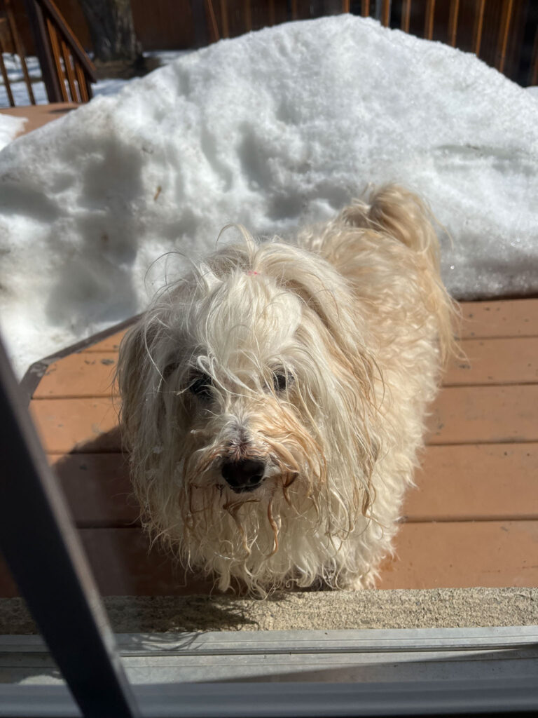 small white long hair dog standing on snowy porch with wet snowy face waiting to get inside